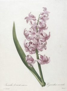 Jacinthe dorient variété rose, Hyacinthus orientalis, de Choix des Plus Belle Fleurs et des Plus Beaux Fruits, 1827