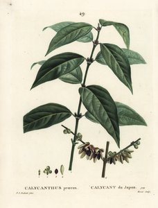 Calicanto de Japón, Chimonanthus praecox de Pierre Joseph Redouté