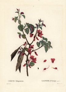 Árbol de Judas, Cercis siliquastrum. Grabado a puntos coloreado a mano por Tassaert después de una ilustración de Pierre-Joseph Redoute del Tratado de Árboles y Arbustos de Henri Louis Duhamel du Moncel, París de Pierre Joseph Redouté