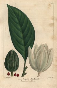 Gran árbol de magnolia, gran laurel, Magnolia grandiflora (grabado)