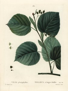 Tilo de hoja grande, Tilia platyphyllos de Pierre Joseph Redouté