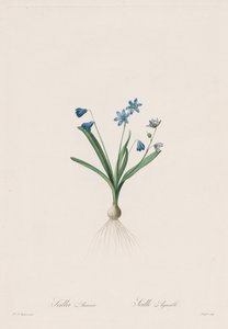 Las Liliáceas: Scilla amaena
