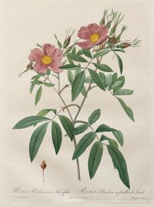 Las rosas: Rosa Hudsoniana Salicifolia de Pierre Joseph Redouté