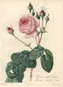 Rosa hoja de lechuga - Aguafuerte de Langlois, basada en una ilustración de Pierre Joseph Redoute (1759-1840), de Les Roses de Pierre Joseph Redouté