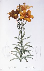 Lilium Bulbiferum de Pierre Joseph Redouté