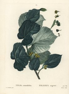 Tilo, Tilia rotundifolia. Grabado a puntos coloreado a mano por Moret después de una ilustración de Pierre-Joseph Redoute del Tratado de Árboles y Arbustos de Henri Louis Duhamel du Moncel, París de Pierre Joseph Redouté