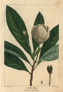 Loblolly bay, Gordonia lasyanthus de Pierre Joseph Redouté