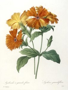 Lychnide a grandes fleurs, Lychnus grandiflora, de Choix Des Plus Belle Fleurs et des Plus Beaux Fruits, 1827