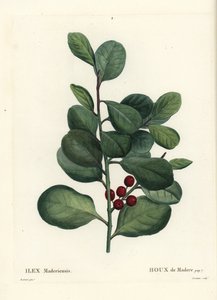 Acebo de Madeira, Ilex perado. Grabado a mano en color por Casenave después de una ilustración de Pierre-Joseph Redouté del Tratado de Árboles y Arbustos de Henri Louis Duhamel du Monceau, París de Pierre Joseph Redouté