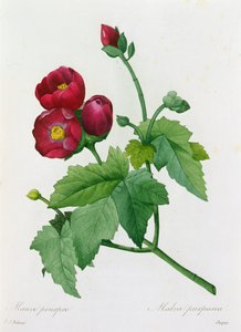 Malva Purpurea (grabado en color) de Pierre Joseph Redouté