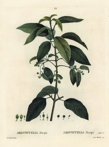 Maqui o baya de vino chilena, Aristotelia chilensis (Aristotelia macqui). Grabado a puntos coloreado a mano por Aimee después de una ilustración de Pierre-Joseph Redoute del Tratado de Árboles y Arbustos de Henri Louis Duhamel du Moncel, París de Pierre Joseph Redouté