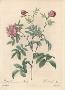 Rosa de mayo o rosa canela - Aguafuerte de Chapuy, de una ilustración de Pierre Joseph Redoute (1759-1840), extracto de Les Roses de Pierre Joseph Redouté