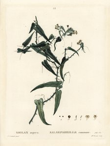 Smilax mediterránea, Smilax aspera. Grabado a mano en color por Miss Brenet después de una ilustración de Pierre-Joseph Redoute del Tratado de Árboles y Arbustos de Henri Louis Duhamel du Moncel, París de Pierre Joseph Redouté