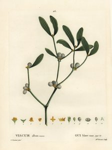 Muérdago, Visum album. Grabado a puntos coloreado a mano por Miss Brenet después de una ilustración de Pierre-Joseph Redoute del 