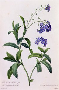 Myosotis Scorpiodes (grabado en color) de Pierre Joseph Redouté