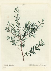 Acebo de mirto o mirto dahoon, Ilex myrtifolia. Grabado a puntos de color a mano por Delaneaux después de una ilustración de Pierre-Joseph Redouté del Tratado de los Árboles y Arbustos de Henri Louis Duhamel du Monceau, París de Pierre Joseph Redouté