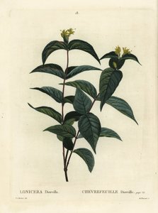 Madreselva del norte, Diervilla lonicera (Lonicera diervilla). Grabado a mano coloreado por Du Ruisseau después de una ilustración de Pierre-Joseph Redoute del Tratado de Árboles y Arbustos de Henri Louis Duhamel du Moncel, París de Pierre Joseph Redouté