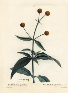 Buddleja globosa de Pierre Joseph Redouté