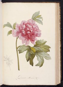 Peonía, de "Descripción de plantas raras y cultivadas en Malmaison y Navarre" por Aime Bonpland, 1812-14 de Pierre Joseph Redouté