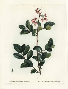 Pieris mariana de Pierre Joseph Redouté