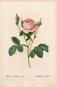Rosa Vilmorin, Rosa centifolia Vilmorin