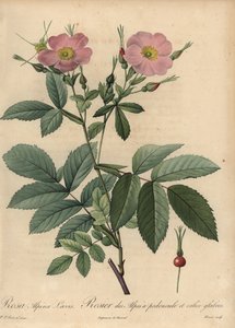 Rosa alpina rosa, Rosa pendulina de Pierre Joseph Redouté