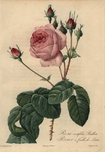 Rosa de lechuga rosa Bullata, Rosa centifolia de Pierre Joseph Redouté