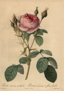 Rosa musgosa rosa, Rosa centifolia f. muscosa