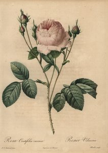 Rosa rosa, Rosa centifolia carnea