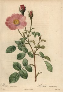 Rosa rosa, Rosa muscosa