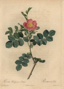 Rosa mosqueta rosa, Rosa rubiginosa de Pierre Joseph Redouté