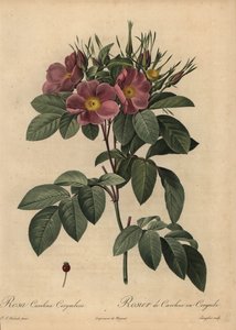 Rosa Carolina púrpura o rosa de pasto, Rosa carolina corymbosa de Pierre Joseph Redouté