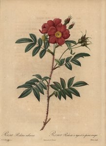 Rosa roja, Rosa de Pierre Joseph Redouté