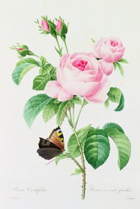 Rosa Centifola (grabado en color) de Pierre Joseph Redouté