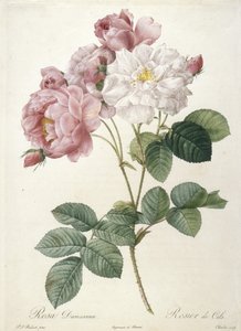 Rosa Damascena, Rosier de Cels, de Les Roses, 1817-24
