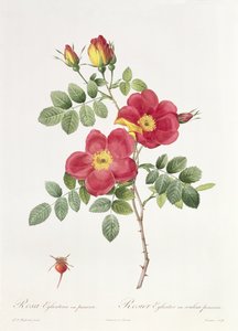 Rosa Eglantera Punicea de Pierre Joseph Redouté