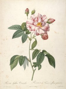 Rosa Gallica Versicolor, Rosier de France a fleurs panachees, de Les Roses, 1817-24 de Pierre Joseph Redouté