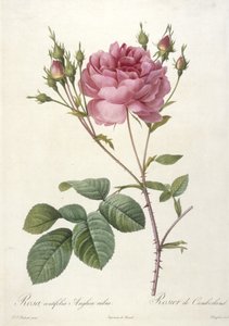 Rosa centifolia Anglica rubra, Rosier de Cumberland, de Les Roses, 1817-24 de Pierre Joseph Redouté