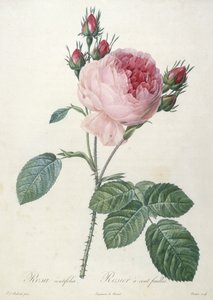Rosa centrifolia, Rosier a cent feuilles, de Les Roses, 1817-24 de Pierre Joseph Redouté