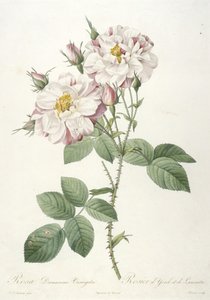 Rosa damascene variegata, Rosier dYorck et de Lancastre, de La Couronne des Roses, 1817-24 de Pierre Joseph Redouté