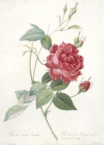 Rosa indica cruenta, Rosier du Bengale a fleurs pourpre de sang, de Les Roses, 1817-24 de Pierre Joseph Redouté