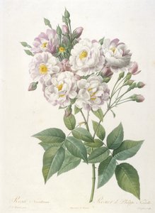 Rosa noisettiana, Rosier de Philippe de Noisette, de La Couronne des Roses, 1817-24 de Pierre Joseph Redouté