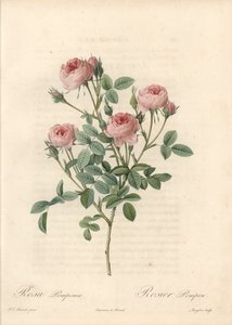 Rose de Meaux a flores rosas - Aguafuerte de Langlois, basada en una ilustración de Pierre Joseph Redoute (1759-1840), de Les Roses