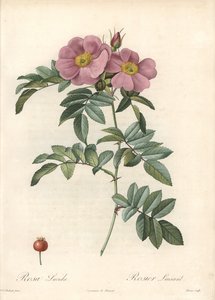 Rosa de Virginia, con flores rosadas - Aguafuerte de Bessin, basada en una ilustración de Pierre Joseph Redouté, de 