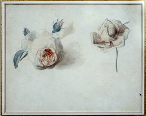 Estudio de rosa Acuarela de Pierre Joseph Redouté (1759-1840) siglo XIX Malmaison, museo del castillo de Pierre Joseph Redouté