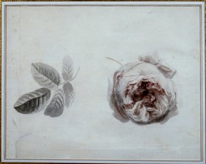 Estudio de rosa Acuarela de Pierre Joseph Redouté (1759-1840) siglo XIX Malmaison, museo del castillo de Pierre Joseph Redouté