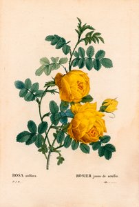 Rosa sulfúrea, Rosa hemisphaerica, Rosa amarilla sulfúrea. Grabado en cobre a mano coloreado de “Les Roses” de Pierre Joseph Redouté, París de Pierre Joseph Redouté