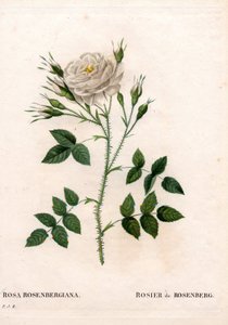 Rosa de Rosenberg, variedad Rosa francofurtana, Rosier de Rosenberg. Grabado en cobre a mano de Pierre Joseph Redoute