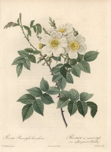 Rosal de estilo corto, variedad con flores amarillas y blancas - Aguafuerte de Langlois Charlin, de una ilustración de Pierre Joseph Redoute, extracto de Les Roses de Pierre Joseph Redouté