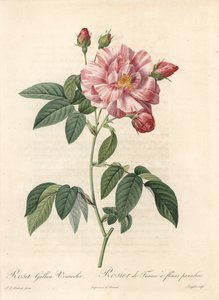 Rosier de France o rosa de Provins, variedad versicolor - Aguafuerte de Langlois, de una ilustración de Pierre Joseph Redoute (1759-1840), extracto de Les Roses de Pierre Joseph Redouté